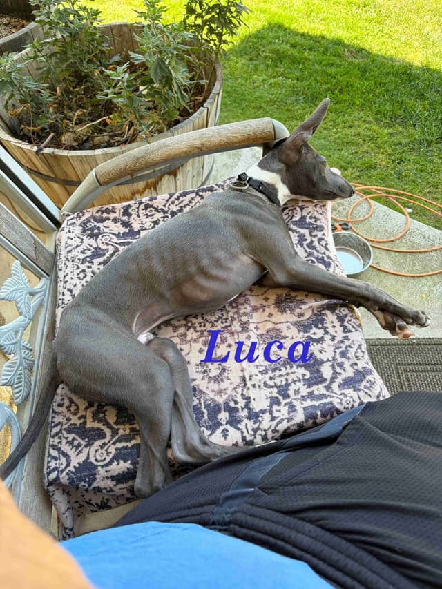 Italian Greyhound Puppies media 11