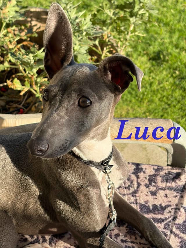 Italian Greyhound Puppies media 10