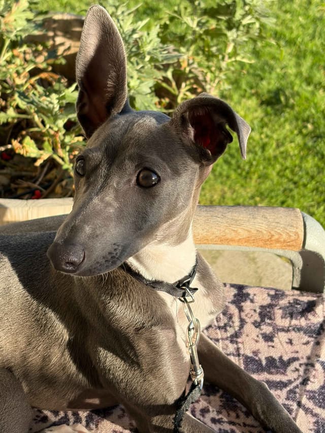 Italian Greyhound Puppies media 9