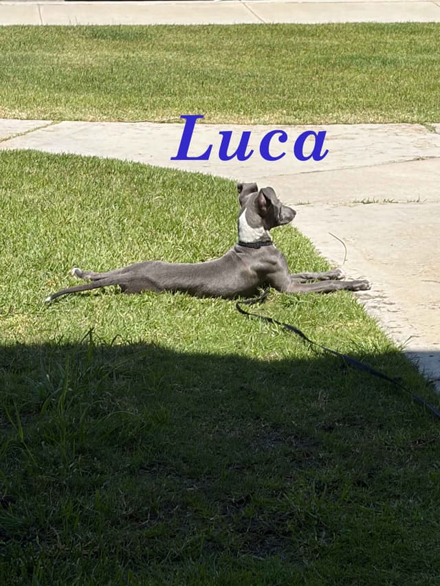 Italian Greyhound Puppies media 12