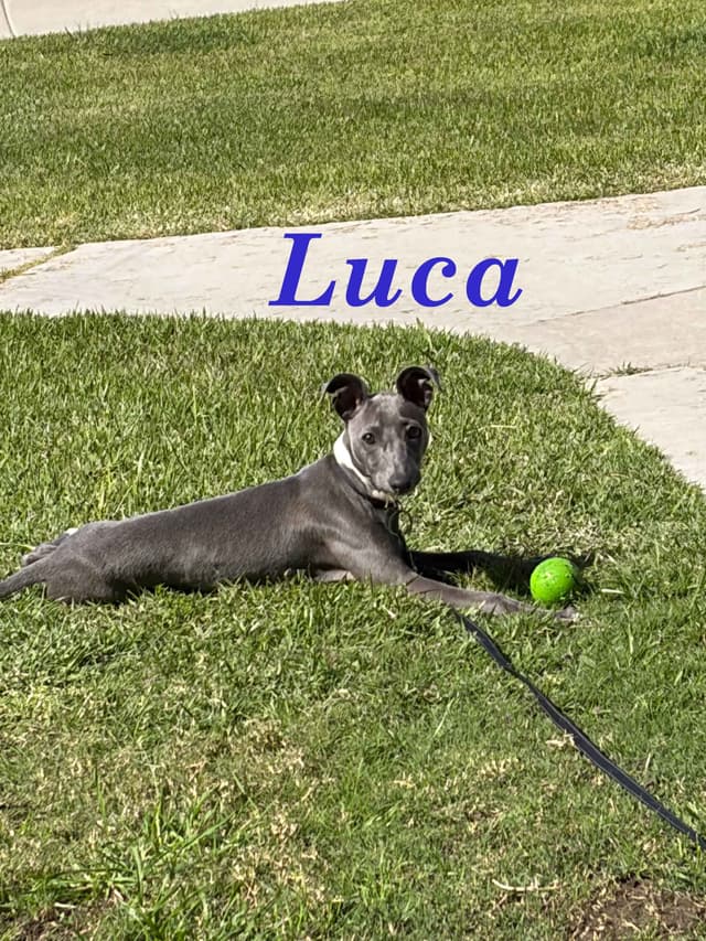 Italian Greyhound Puppies media 13