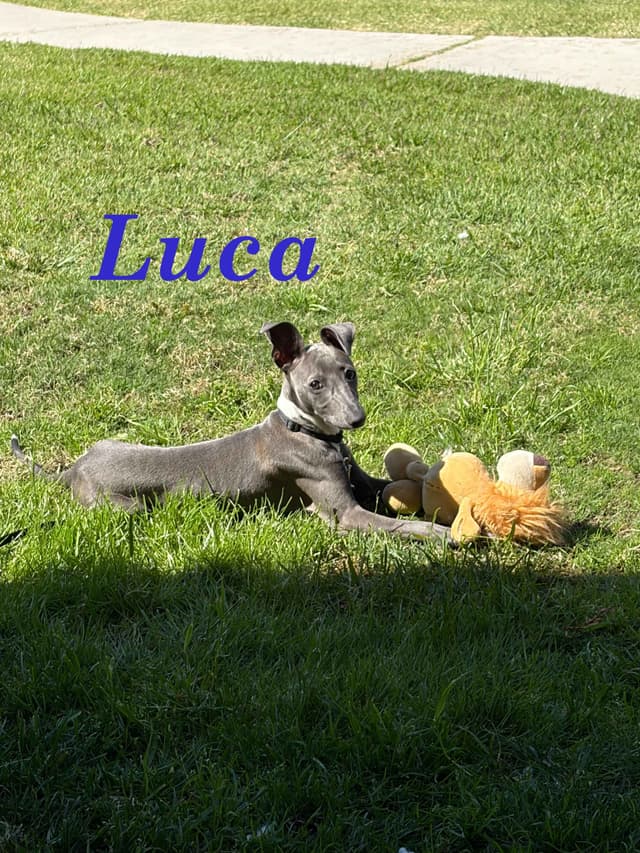 Italian Greyhound Puppies media 15
