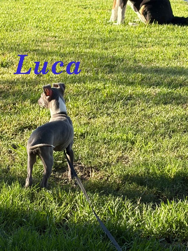 Italian Greyhound Puppies media 14