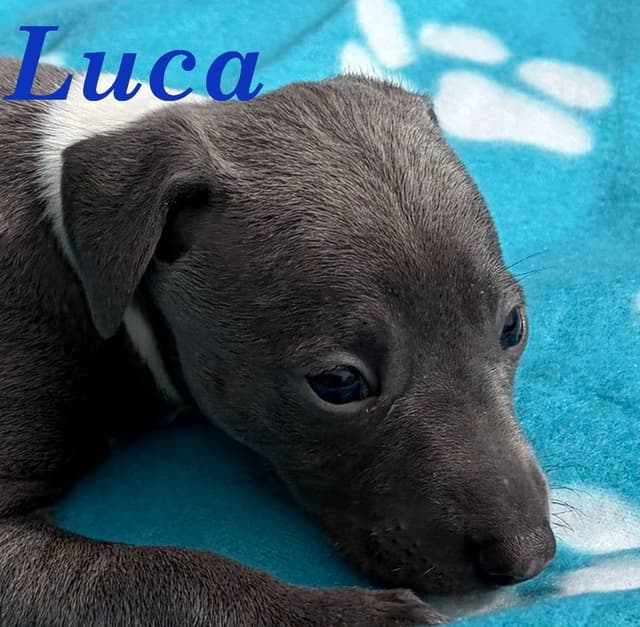 Italian Greyhound Puppies media 16
