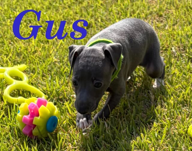 Italian Greyhound Puppies media 2