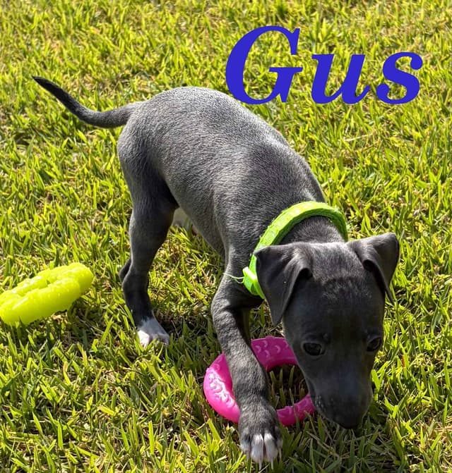 Italian Greyhound Puppies media 3