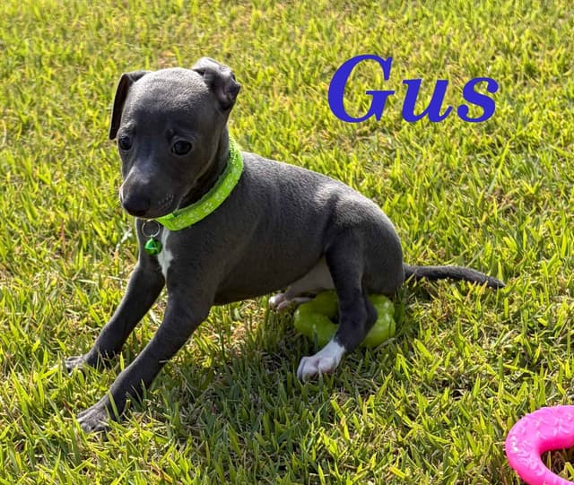 Italian Greyhound Puppies media 4
