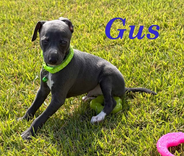 Italian Greyhound Puppies media 5