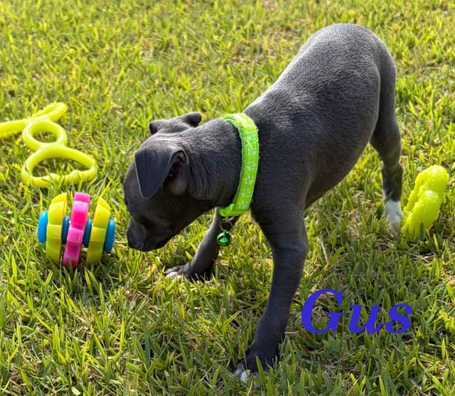Italian Greyhound Puppies media 6