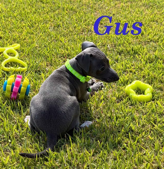 Italian Greyhound Puppies media 8