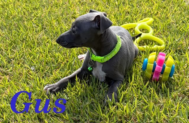 Italian Greyhound Puppies media 9