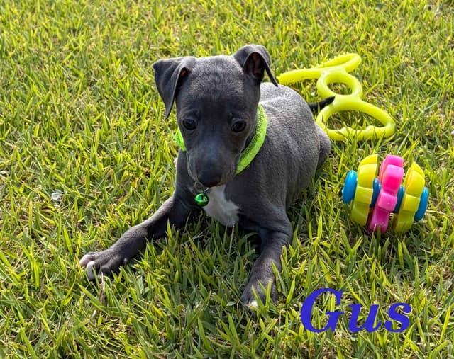 Italian Greyhound Puppies media 10