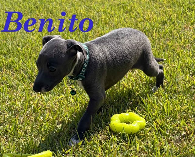 Italian Greyhound Puppies media 13