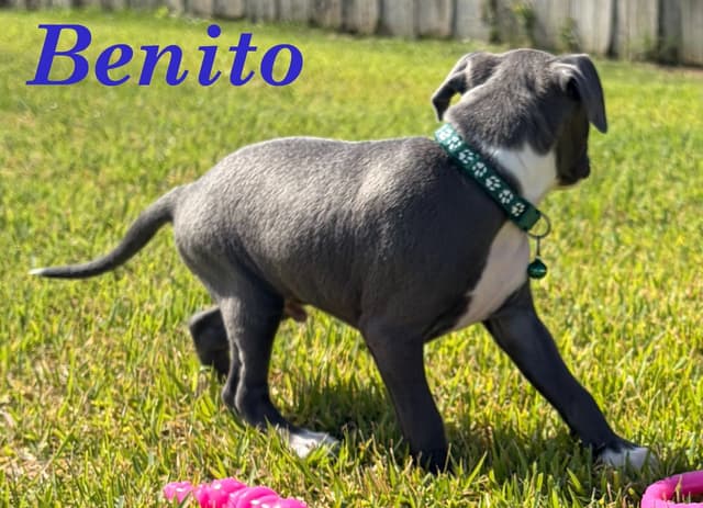 Italian Greyhound Puppies media 12