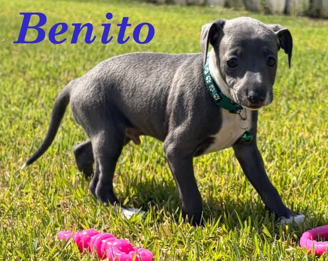 Italian Greyhound Puppies media 14