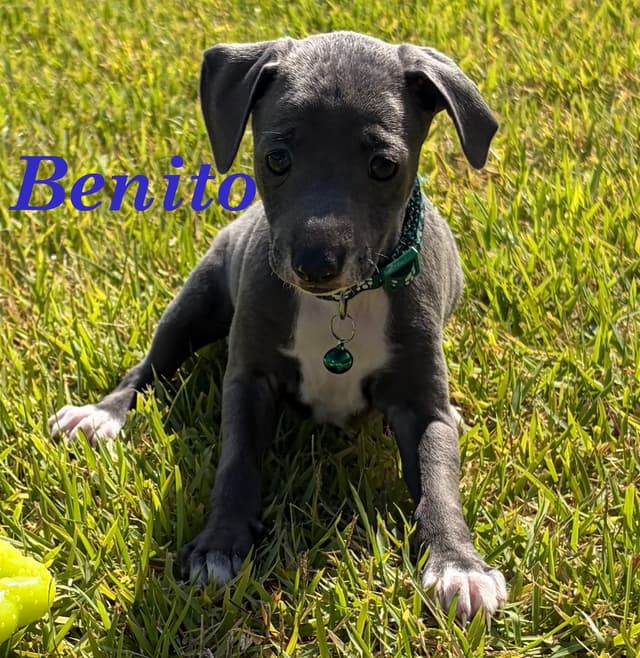 Italian Greyhound Puppies media 15