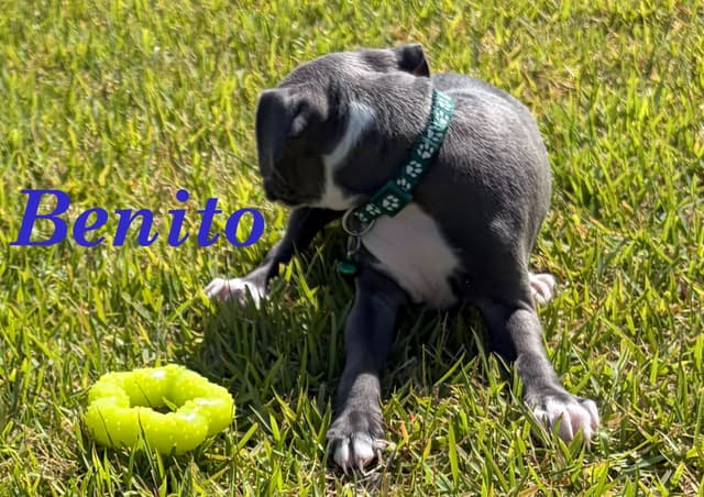 Italian Greyhound Puppies media 17