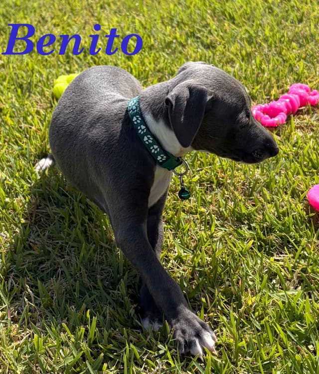 Italian Greyhound Puppies media 16