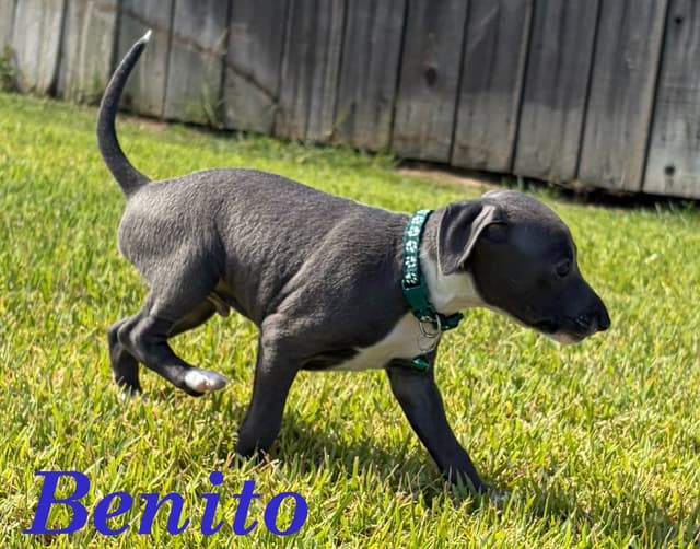 Italian Greyhound Puppies media 18