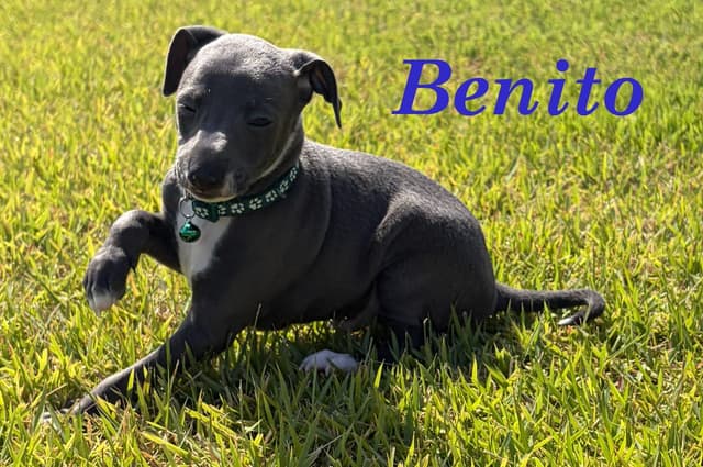 Italian Greyhound Puppies media 19
