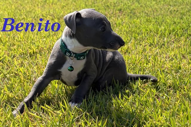 Italian Greyhound Puppies media 20