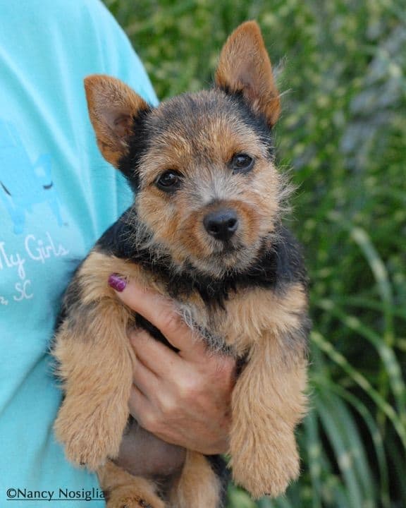 Puppies Available Now breeder image 3