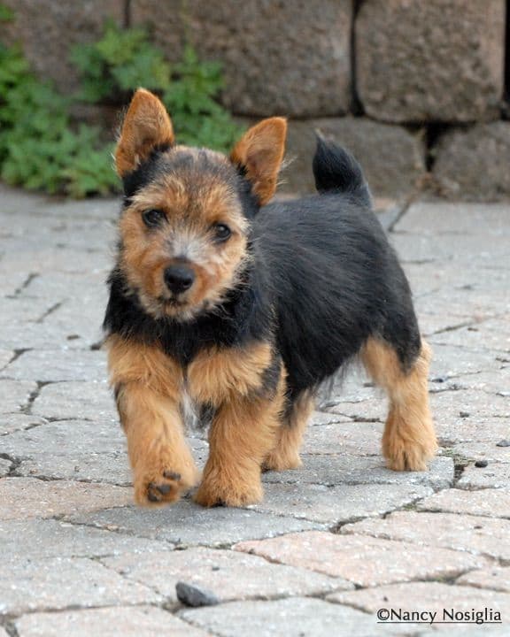 Puppies Available Now breeder image 4