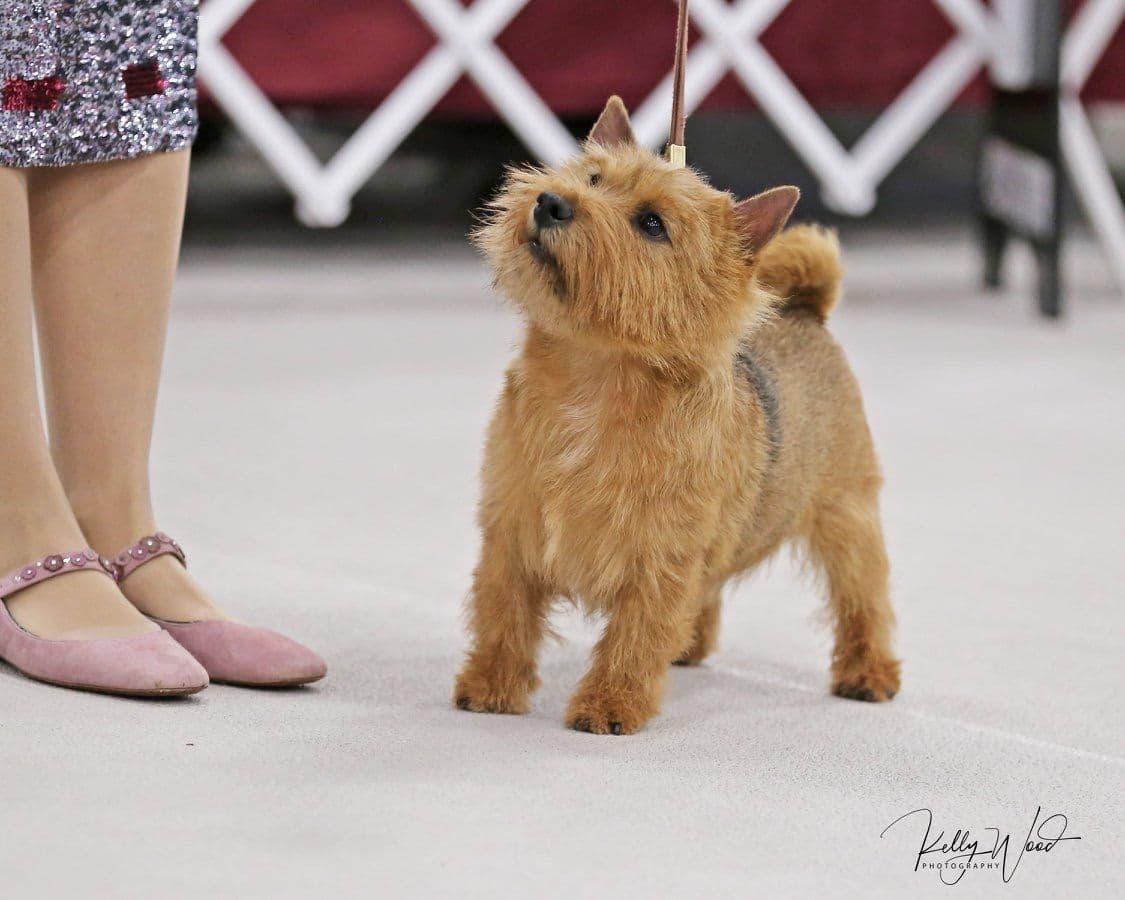 Puppies Available Now breeder image 5