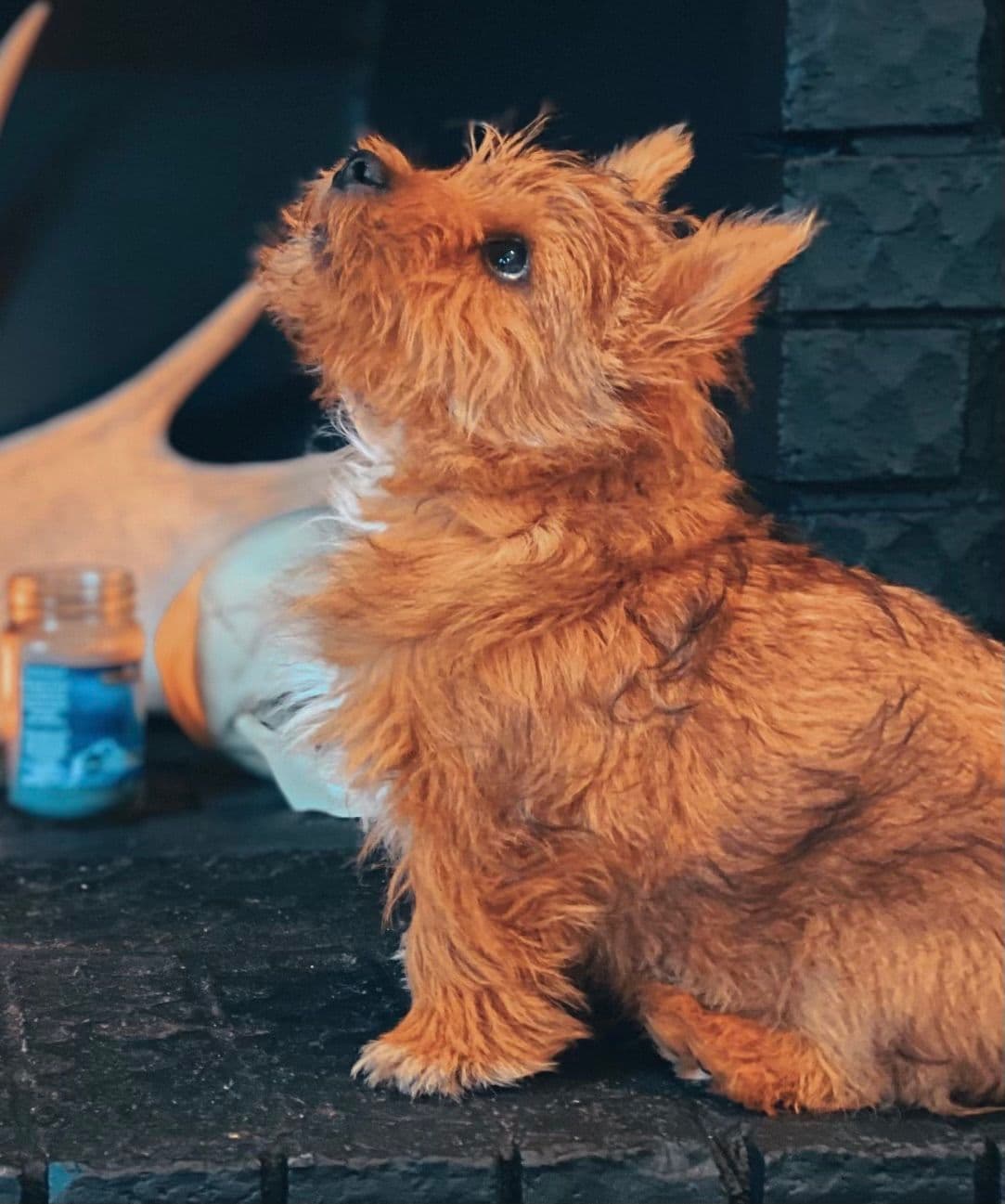 Puppies Available Now breeder image 9