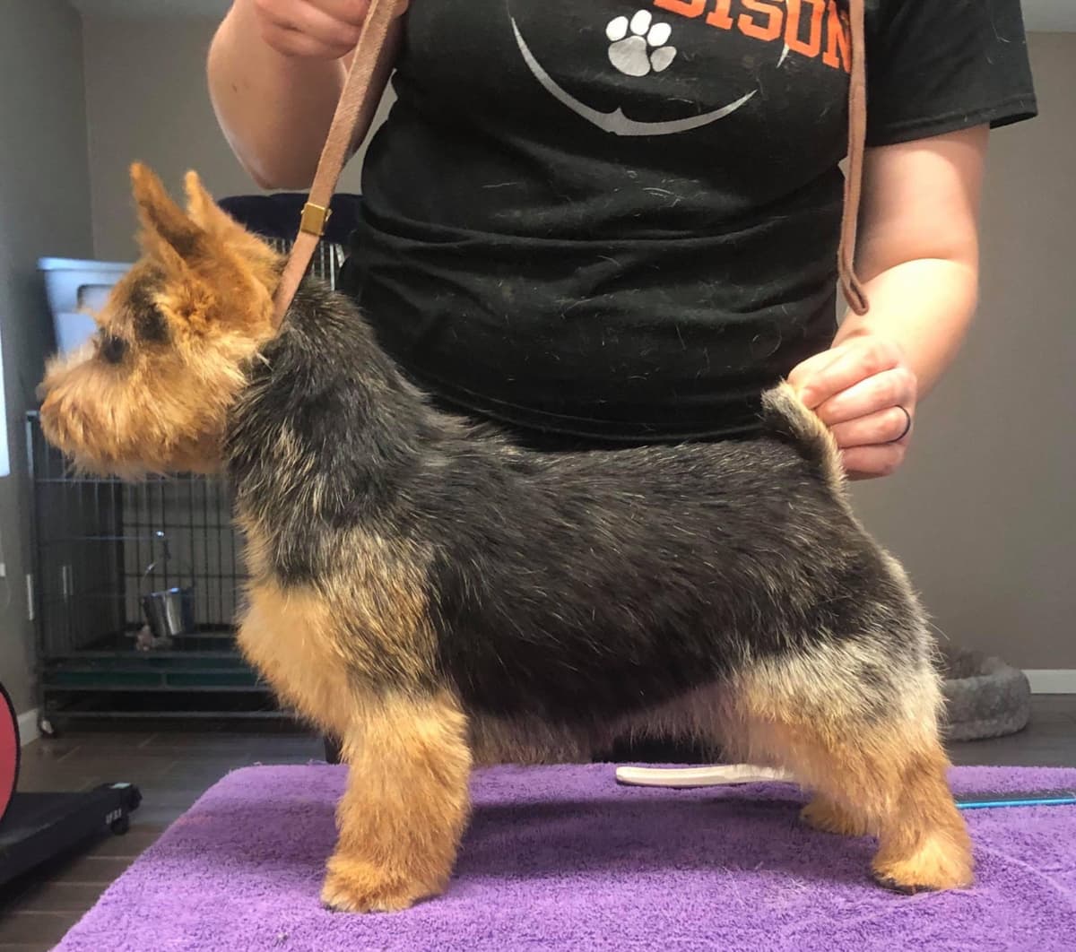 Puppies Available Now breeder image 18
