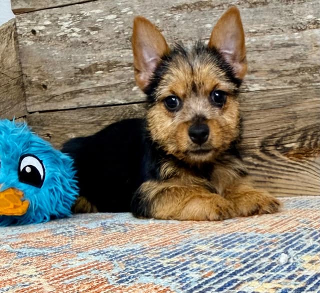 Puppies Available Now media 2