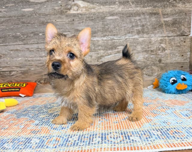 Puppies Available Now media 4