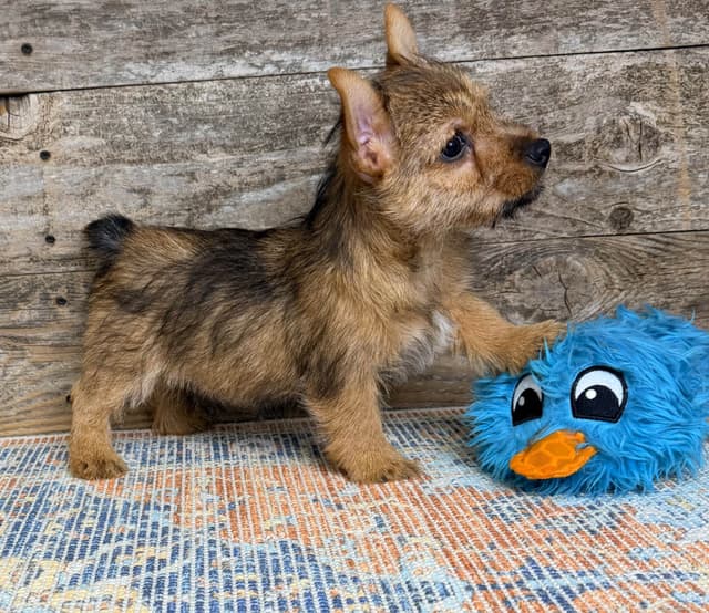 Puppies Available Now media 6
