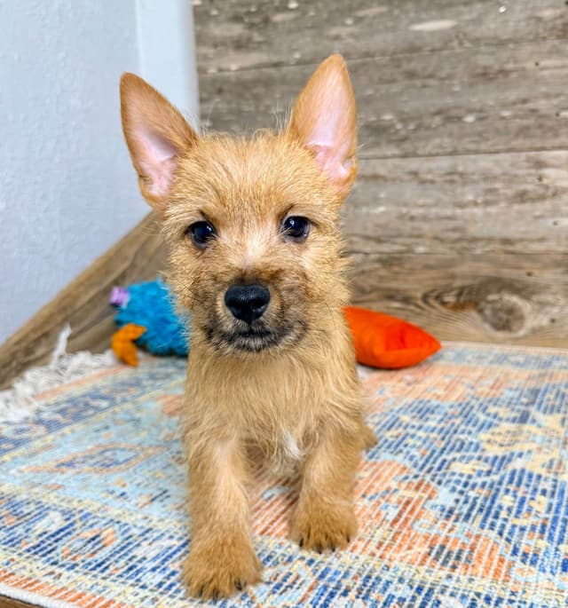 Puppies Available Now media 7