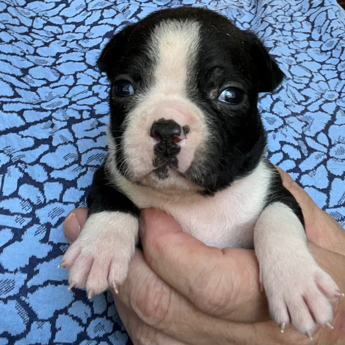 Boston Terrier Puppies breeder image 3