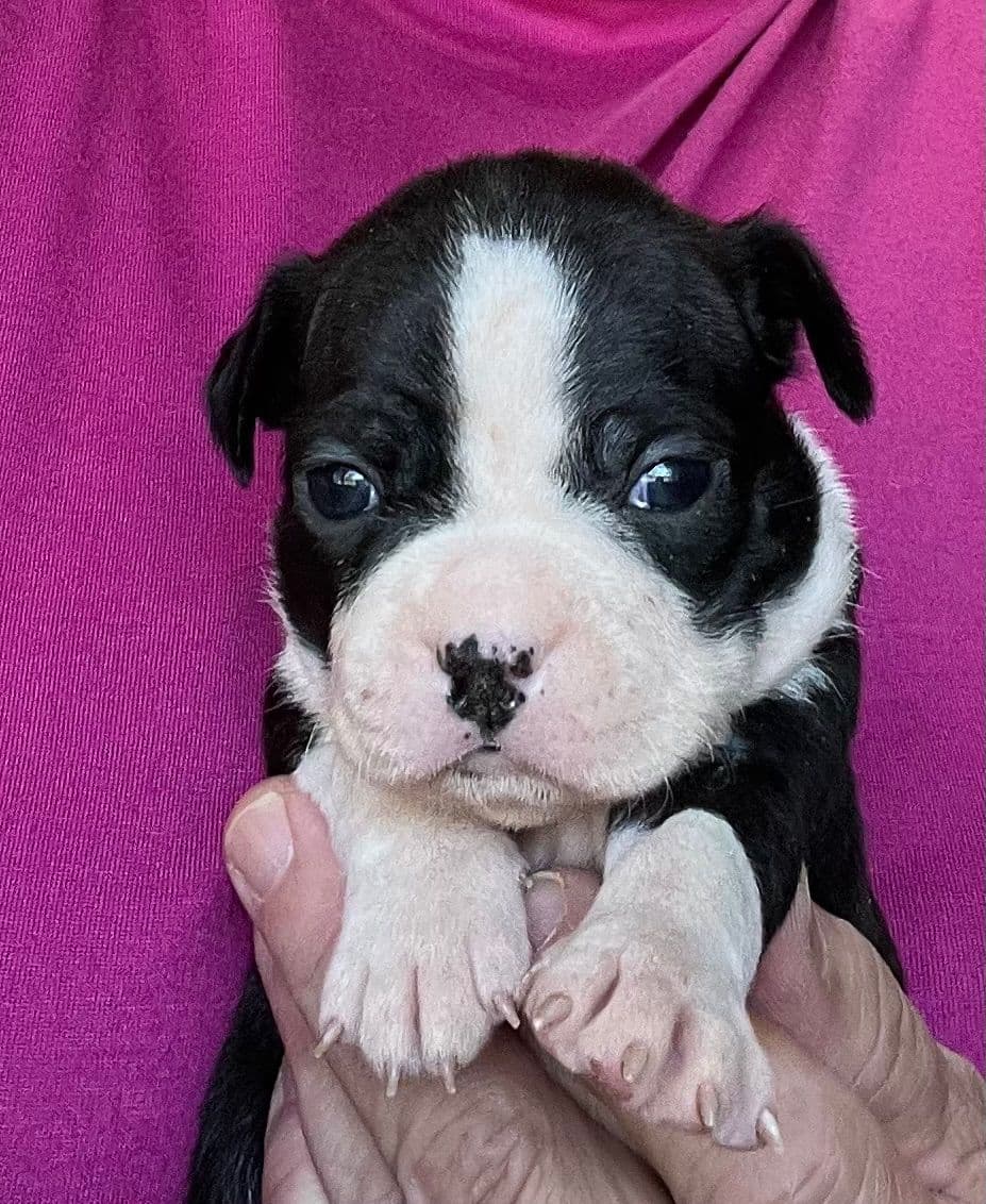 Boston Terrier Puppies breeder image 4