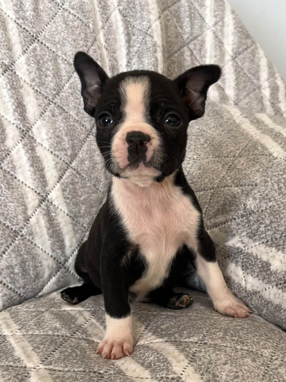 Boston Terrier Puppies breeder image 5