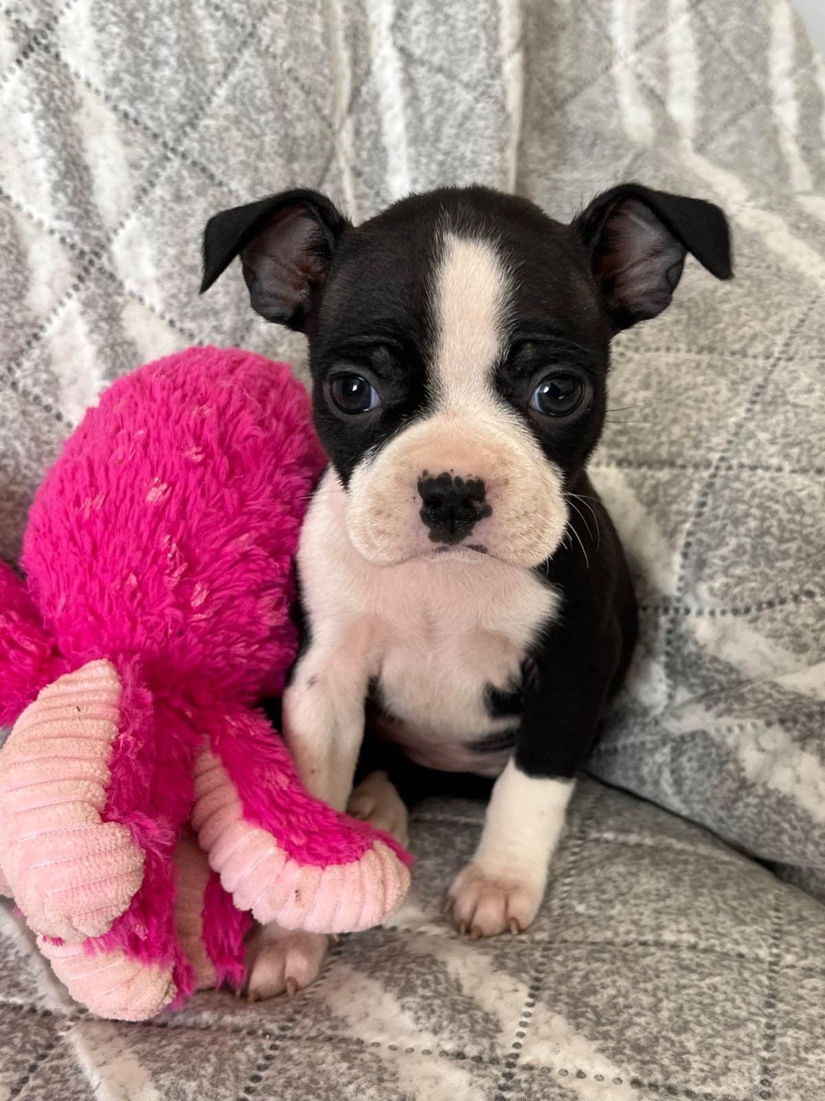Boston Terrier Puppies breeder image 7