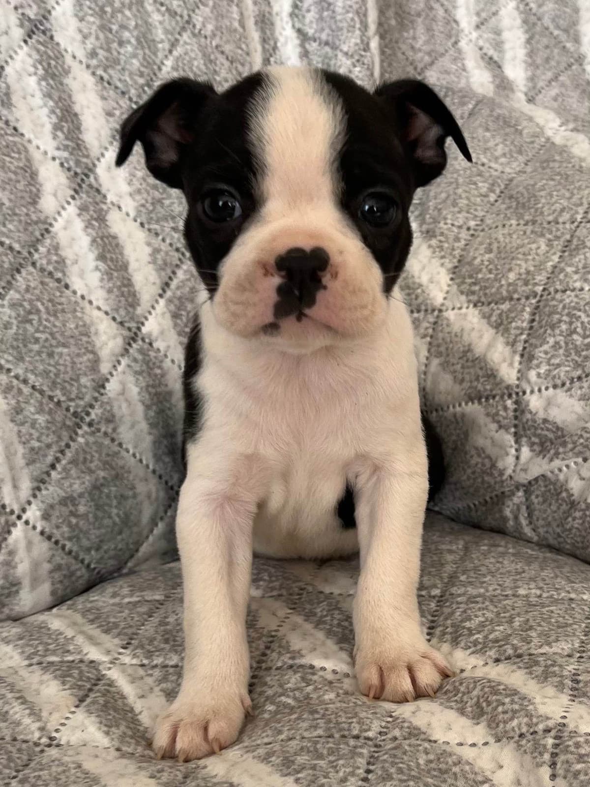 Boston Terrier Puppies breeder image 6