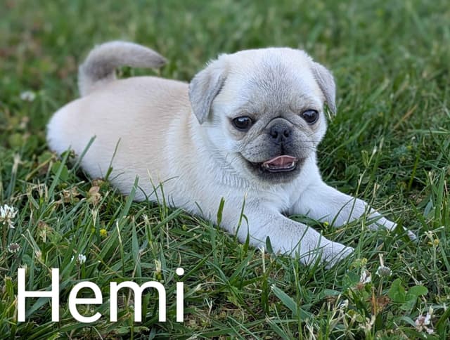 Pug Puppies media 2