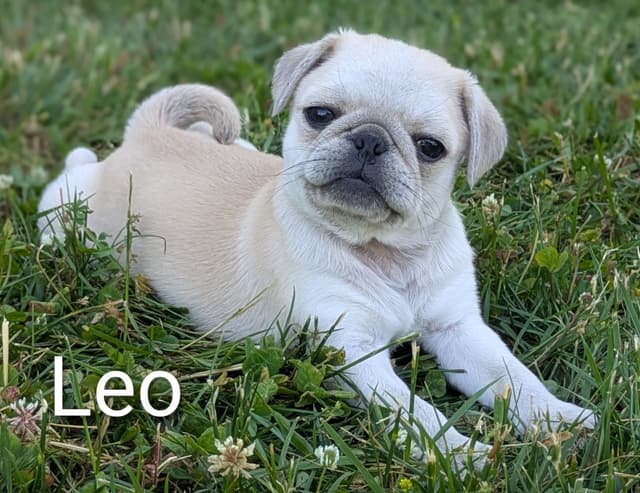 Pug Puppies media 4
