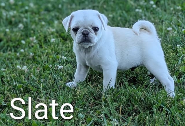 Pug Puppies media 5