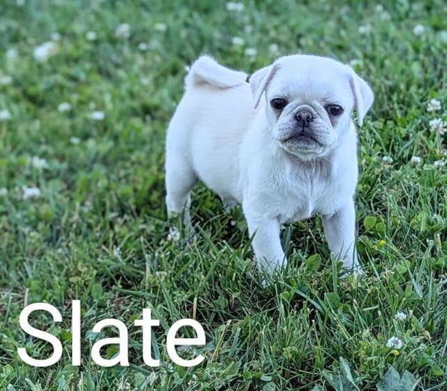 Pug Puppies media 6