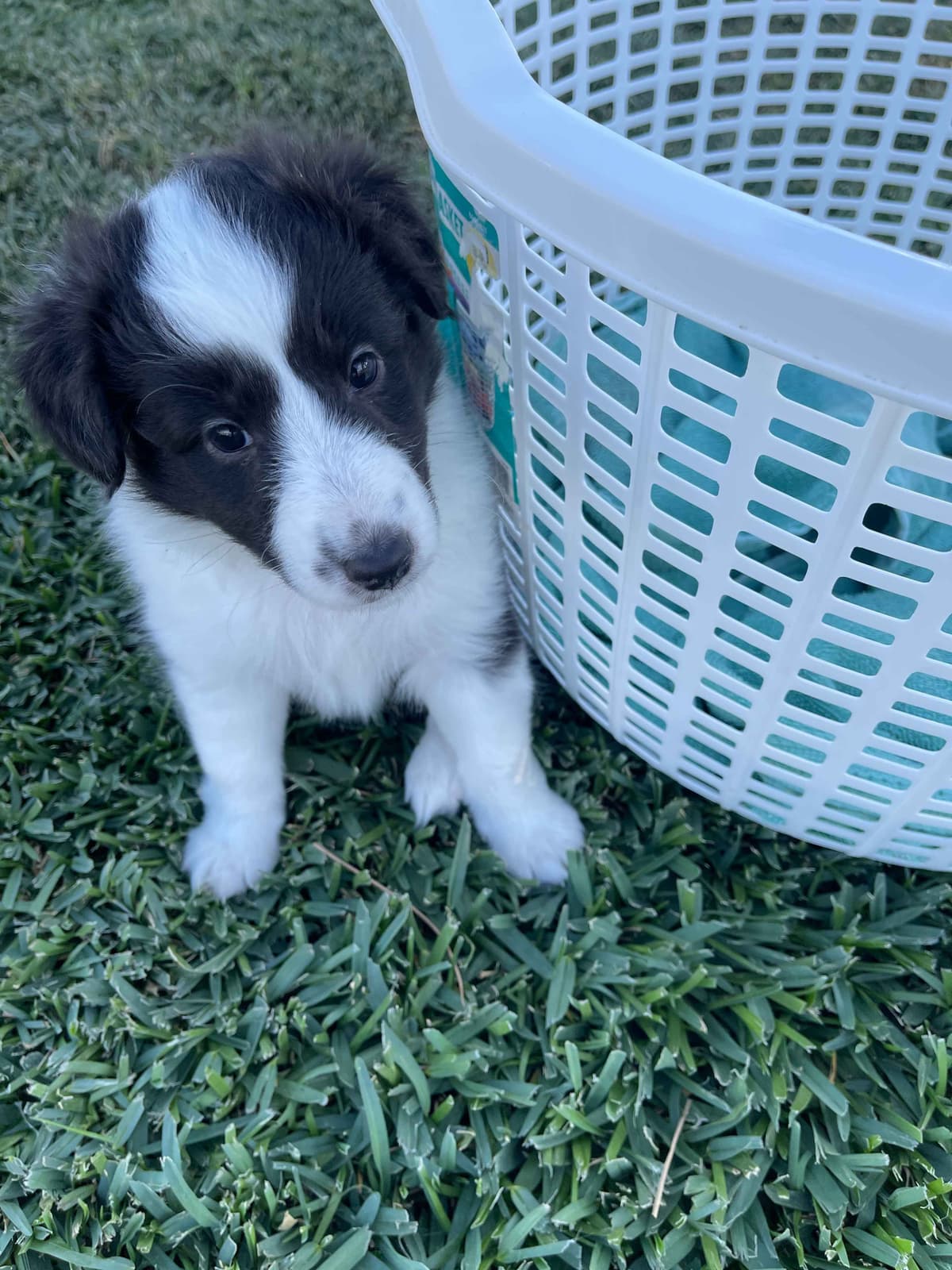 Shetland Sheepdog Puppies breeder image 1