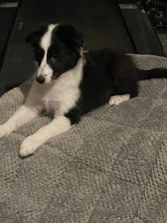 Shetland Sheepdog Puppies media 2