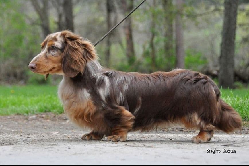 Longhair Black/Tan Female Dachshund Puppies breeder image 2