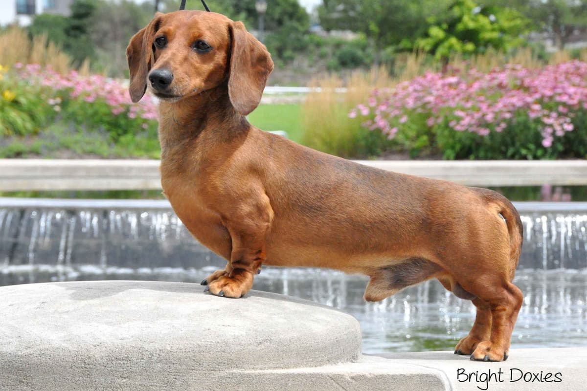 Longhair Black/Tan Female Dachshund Puppies breeder image 3