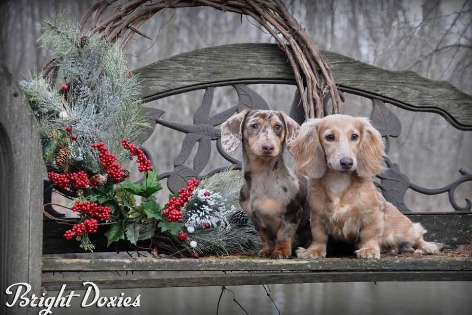 Longhair Black/Tan Female Dachshund Puppies breeder image 4