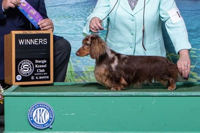 Longhair Black/Tan Female Dachshund Puppies breeder image 5