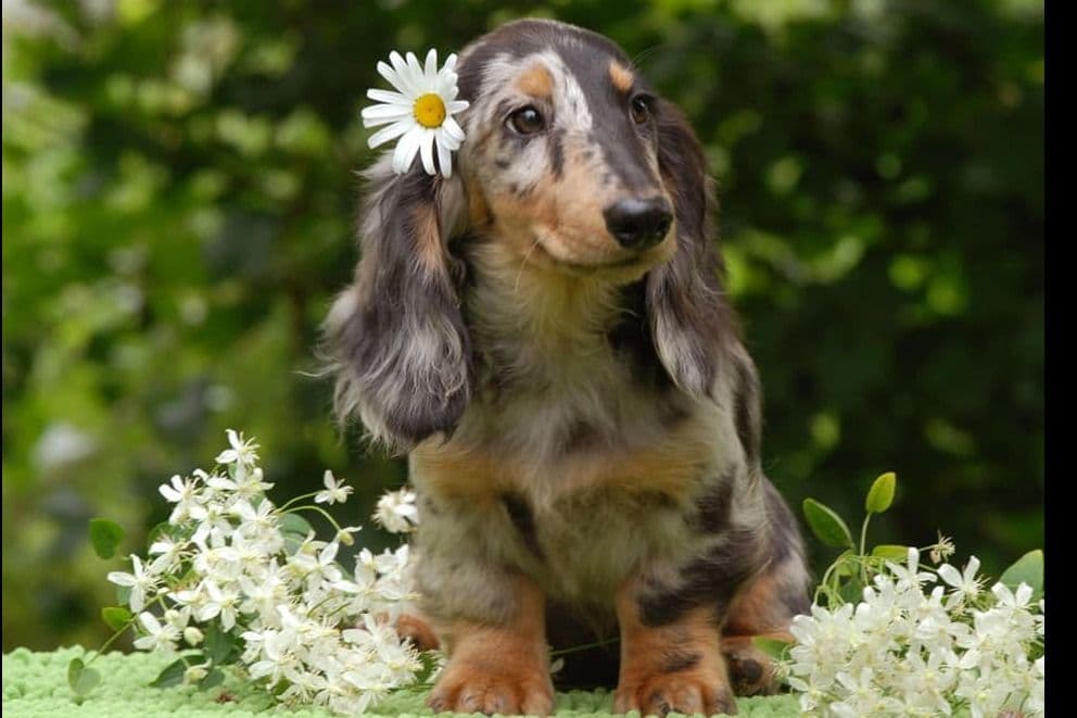 Longhair Black/Tan Female Dachshund Puppies breeder image 6